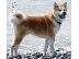 PoulaTo: Akita INU καθαρόαιμα επιλογής